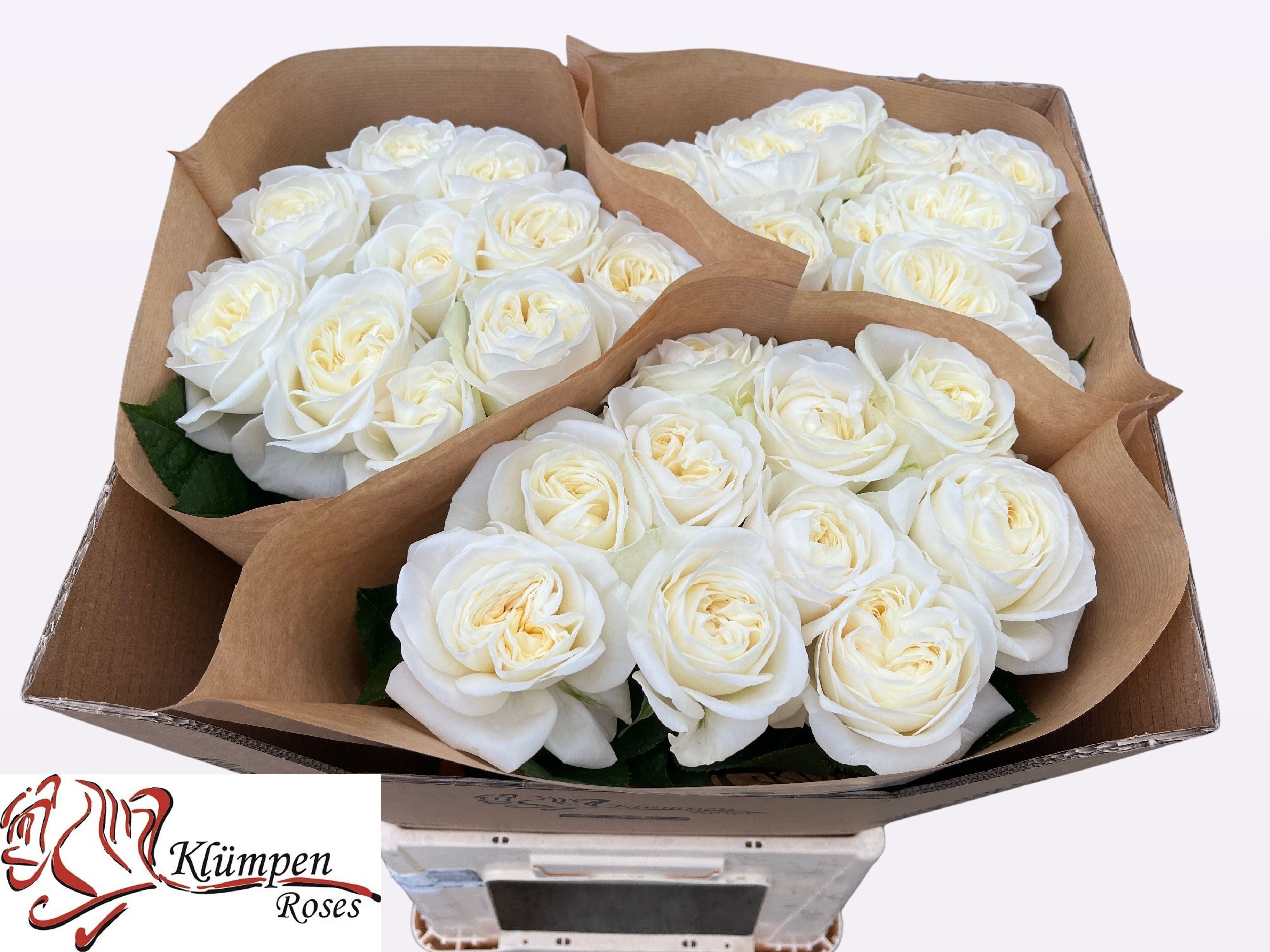 Роза од. Чик Вайт! 70, шт. Роза од. Чик Вайт! 70, шт.