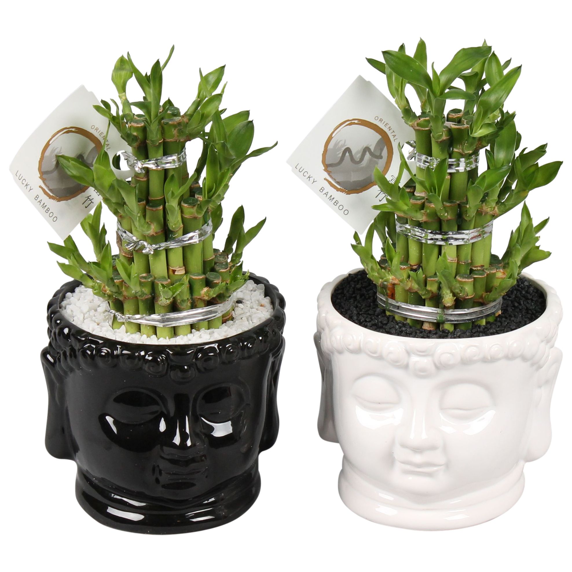 Lucky Bamboo Round 3Big in ø15cm Buddha head pot Black/White, D 15