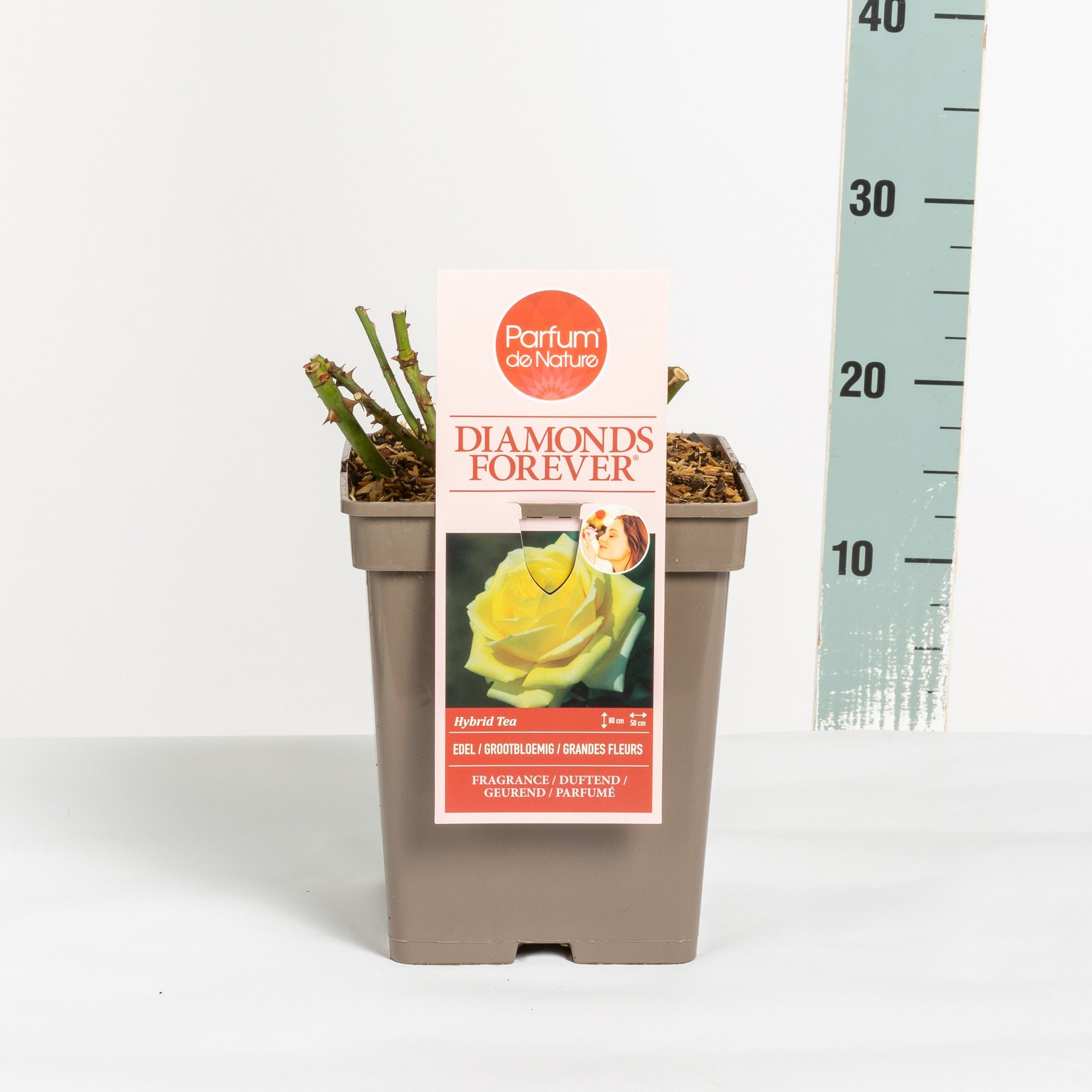 Rosa Diamonds Forever ® 'Parfum de Nature', C5, D 23