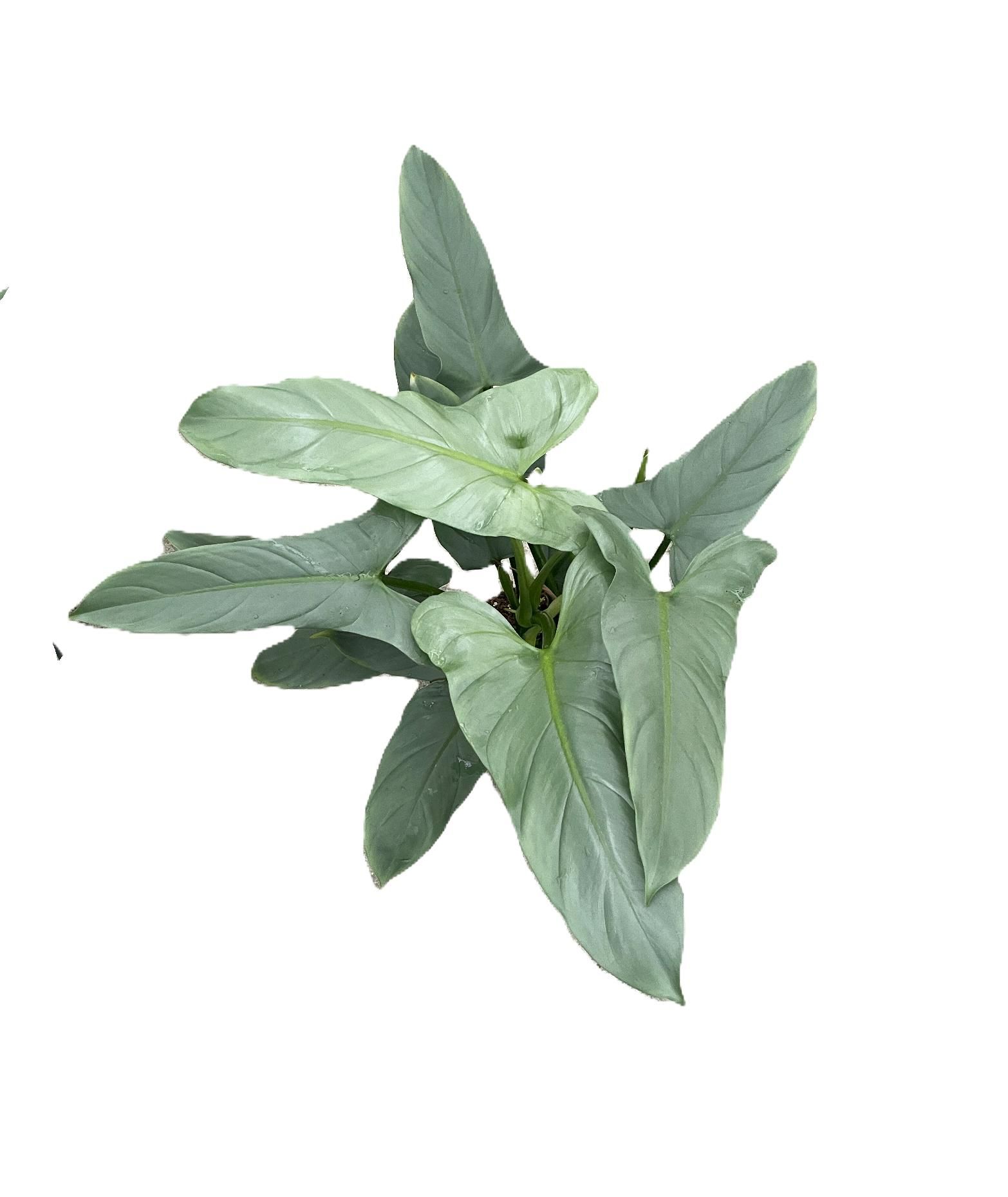 Philodendron hastatum "Silver Queen" p17, D 17