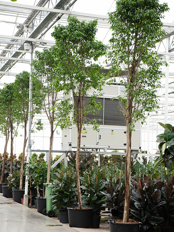 Ficus benjamina 'Columnar', D 60