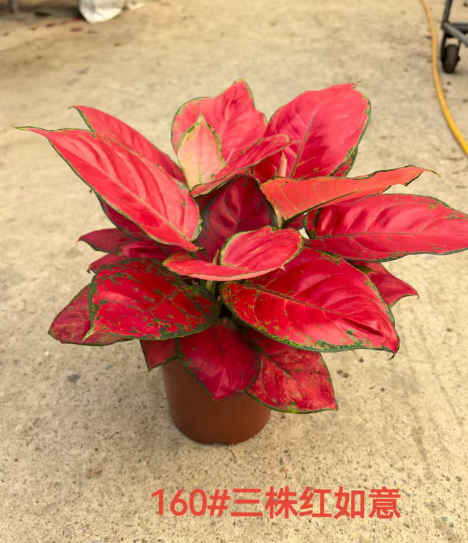 Аглаонема Три Ред Ру Йи Плантс 16 33