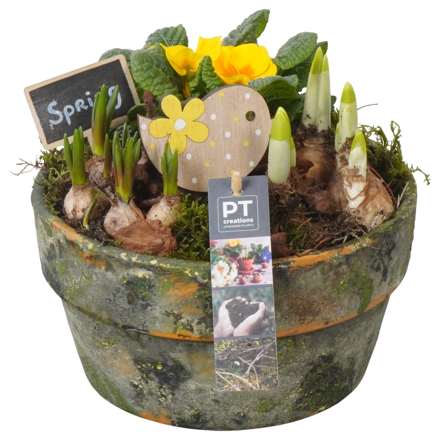 PTBM3873 Arrangement Flower Bulbs Mix in terracotta schaal, D 21