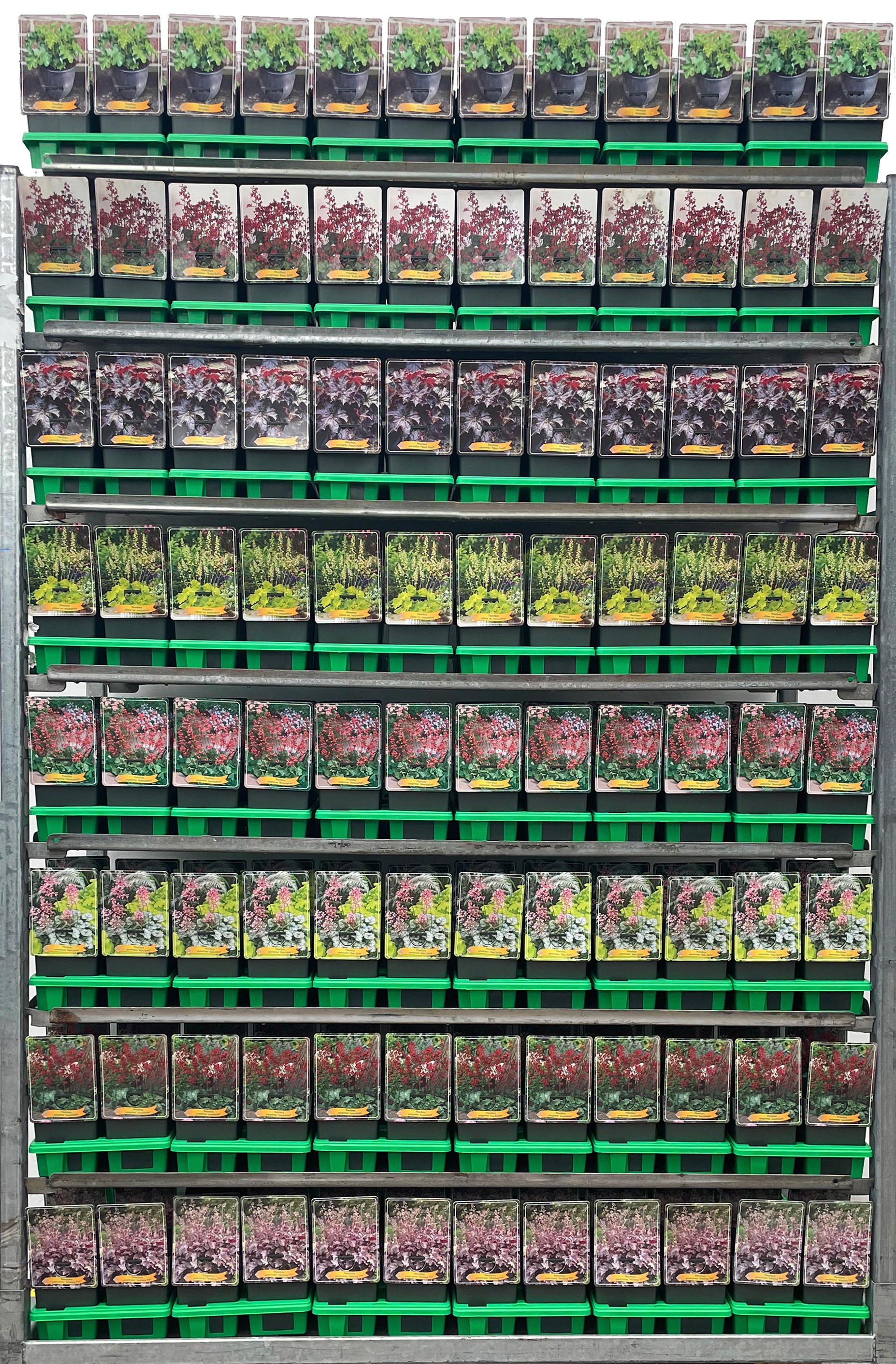 Heuchera Mix CC P11, D 11