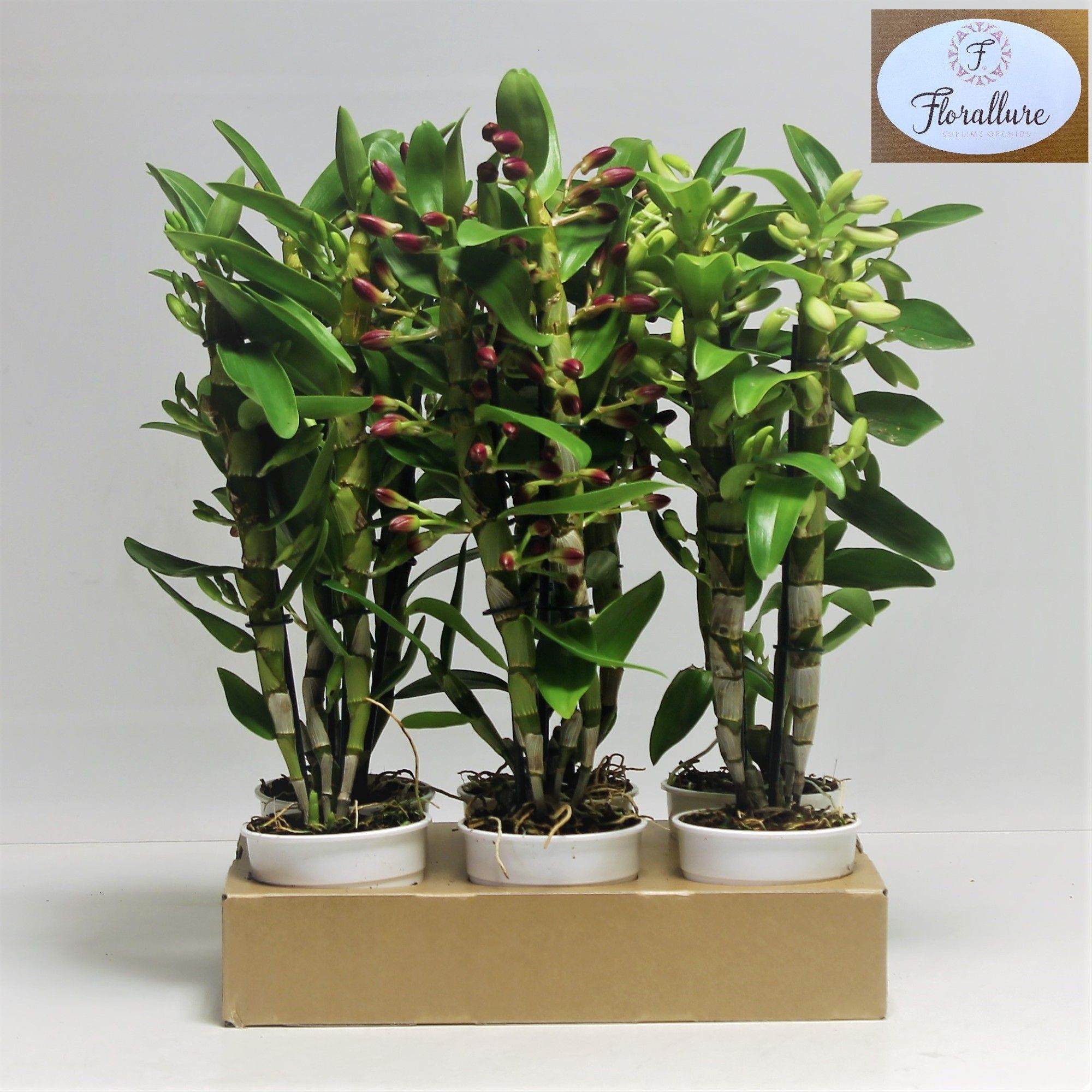 Dendrobium Nobile Mix 2 stam 14+ tros Ecotray FLORALLURE, D 12
