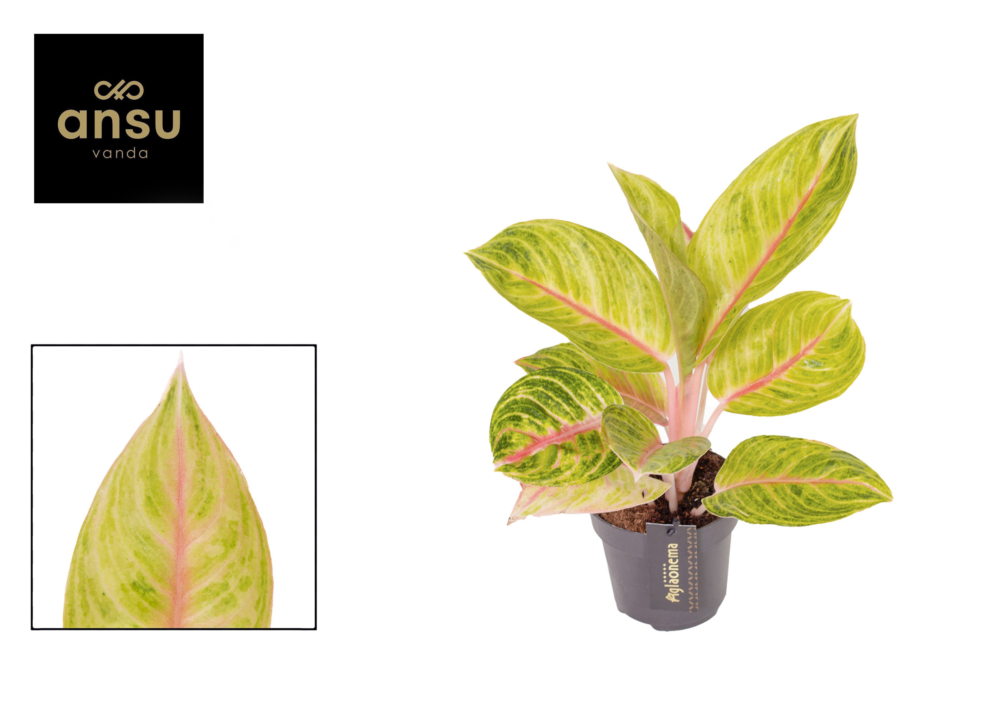 Aglaonema Rose Parakeet, D 12