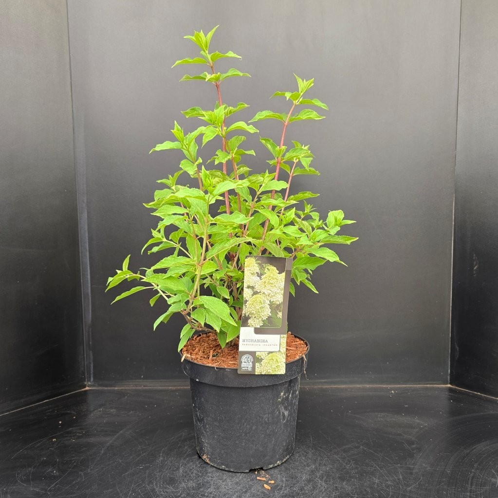 Hydrangea paniculata Phantom, D 26 cm