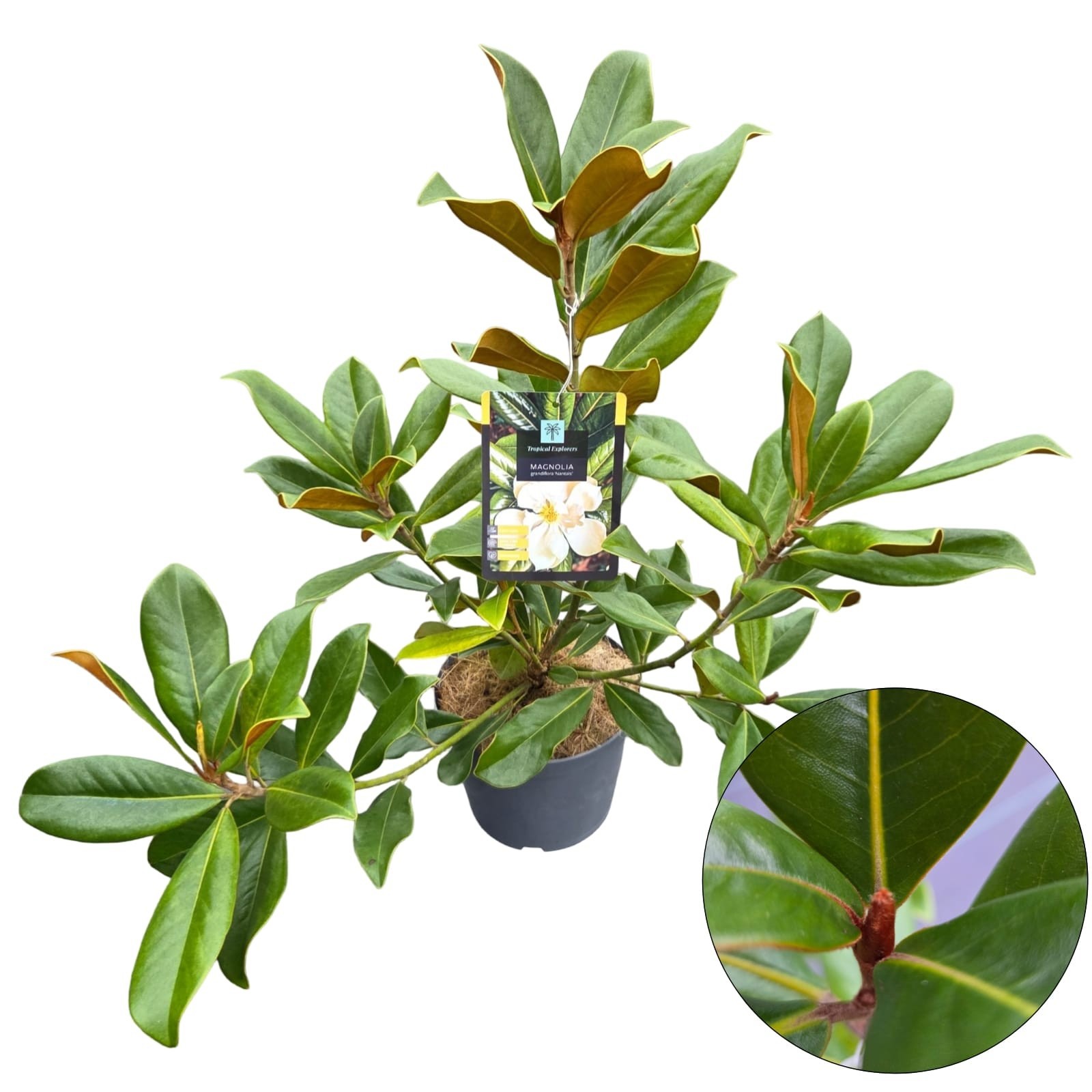 Magnolia Grandiflora 'Nantais', D 19