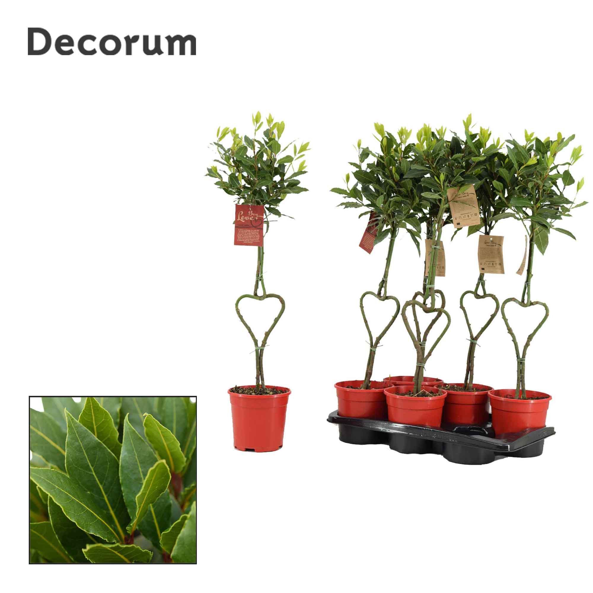 Laurus nobilis Hartvormige stam, D 17