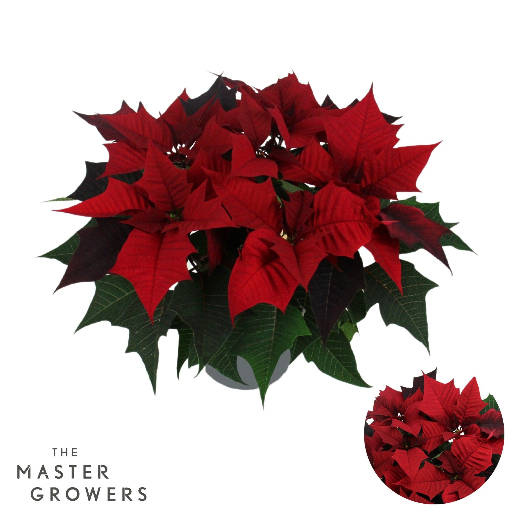 Kayla Red "Special Leaves" 13cm, D 13 cm