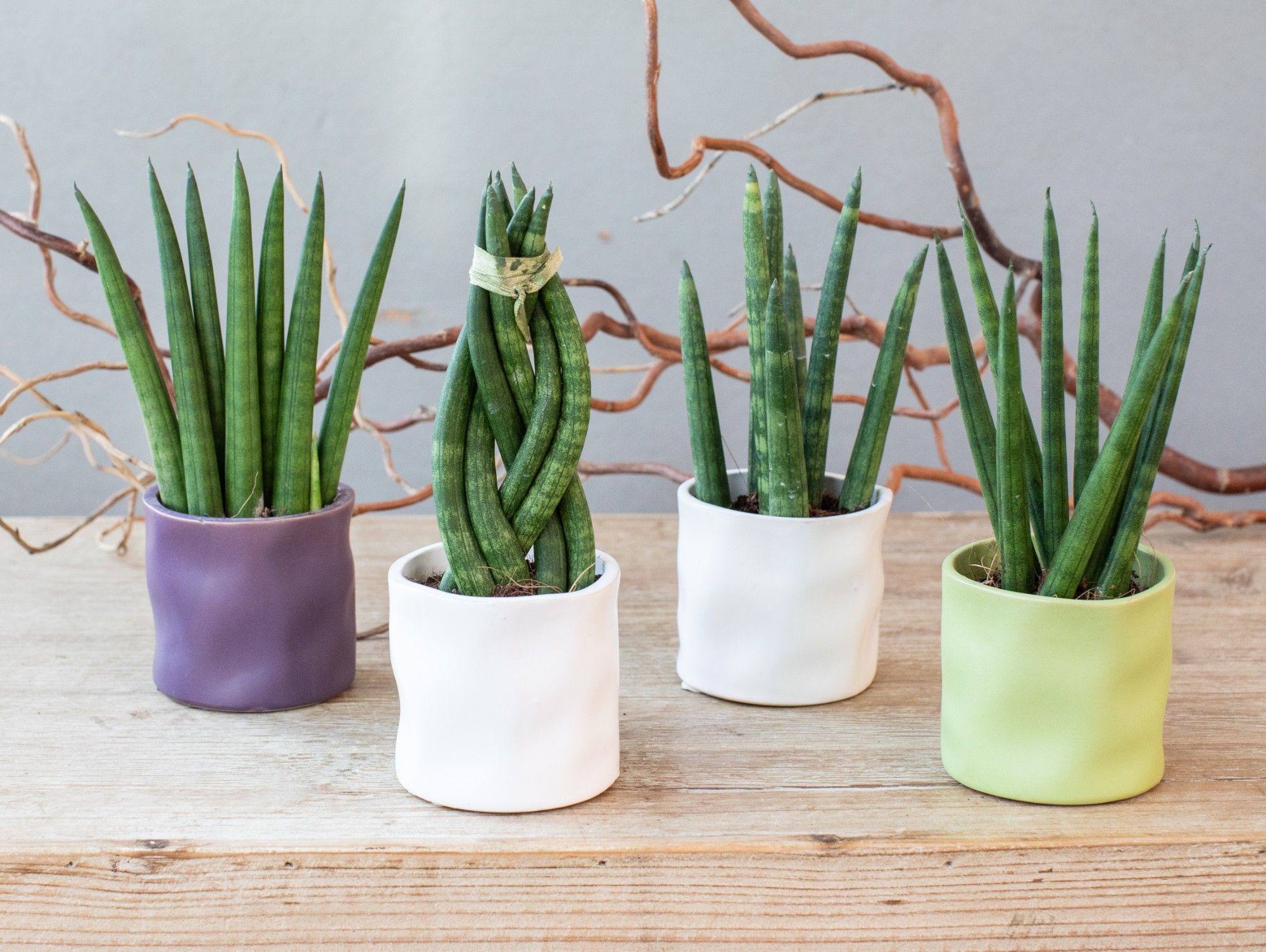 Organic Spring Creations 6 cm, D 7