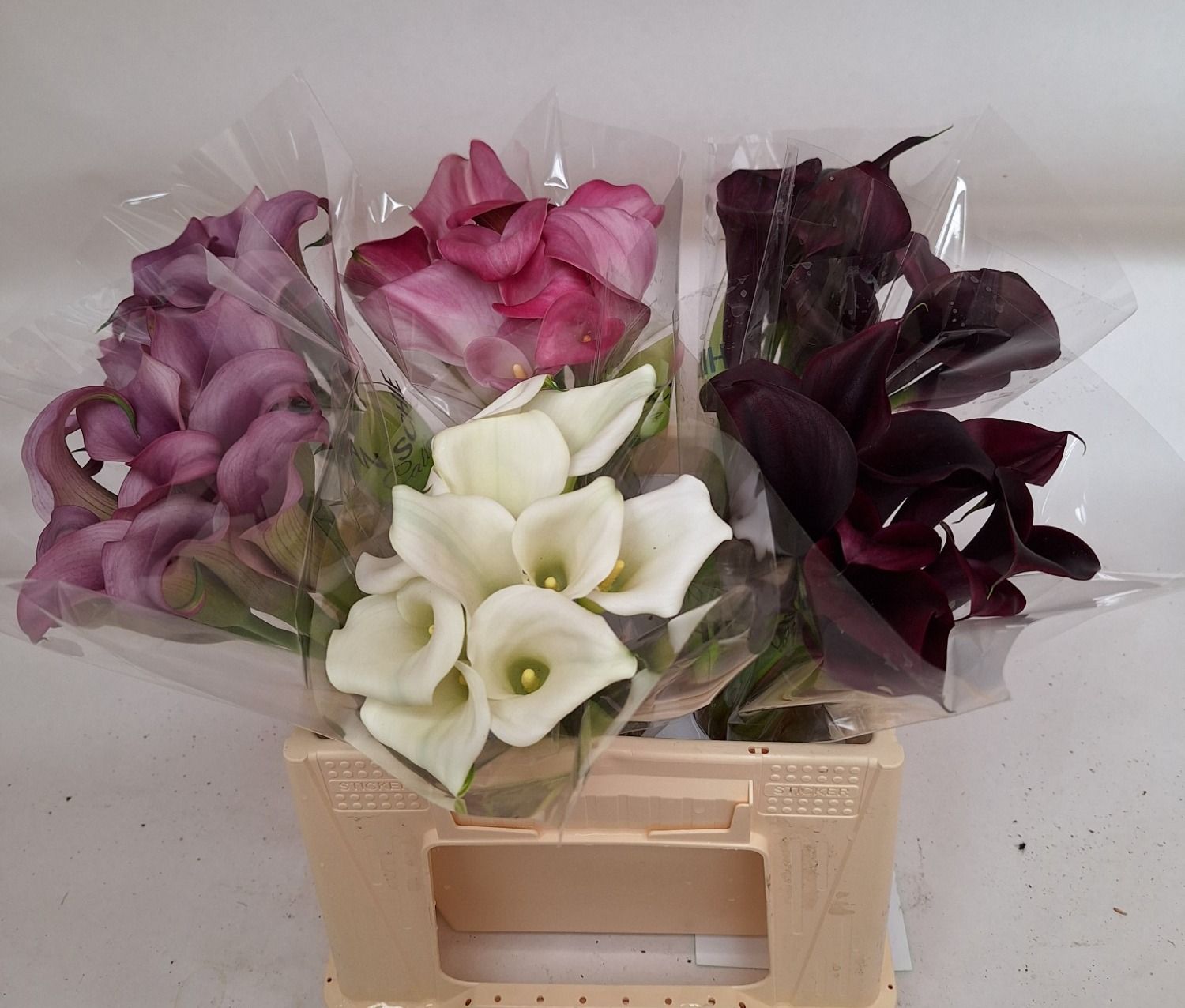 Калла Овериг 40, шт.