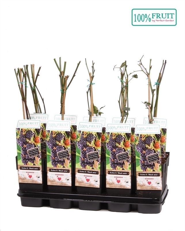 Rubus fruticosus Black Satin P15, D 15
