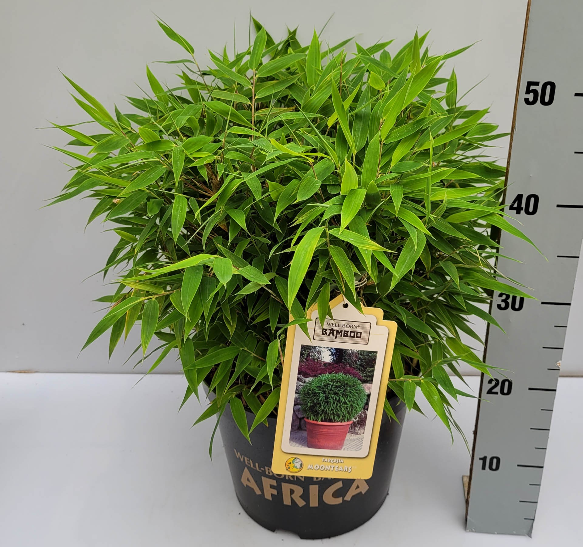 Fargesia species 'Moontears' (R) EU-S Kugel C7,5 25-30, D 26