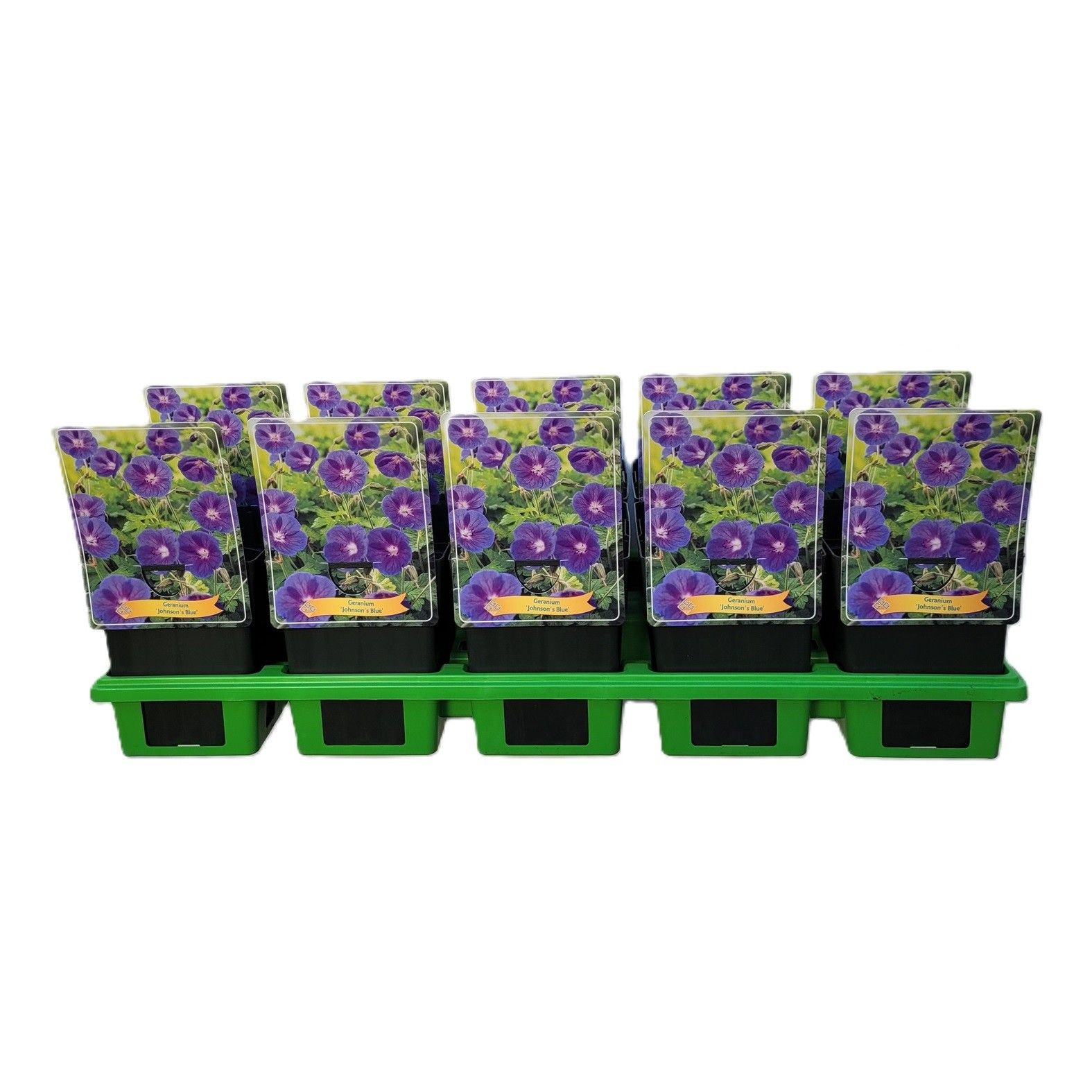 Geranium 'Johnson's Blue' P11, D 11 cm