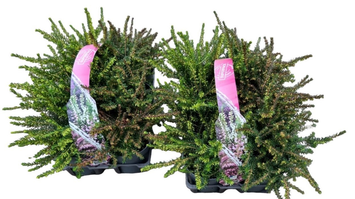 Erica darleyensis 6-pack, D 9 cm