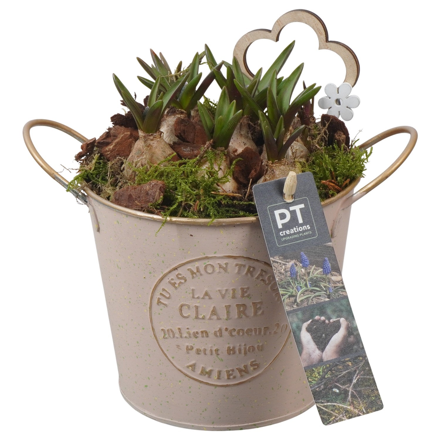 PTMB6139 Arrangement Muscari Blue in zink pot, D 13