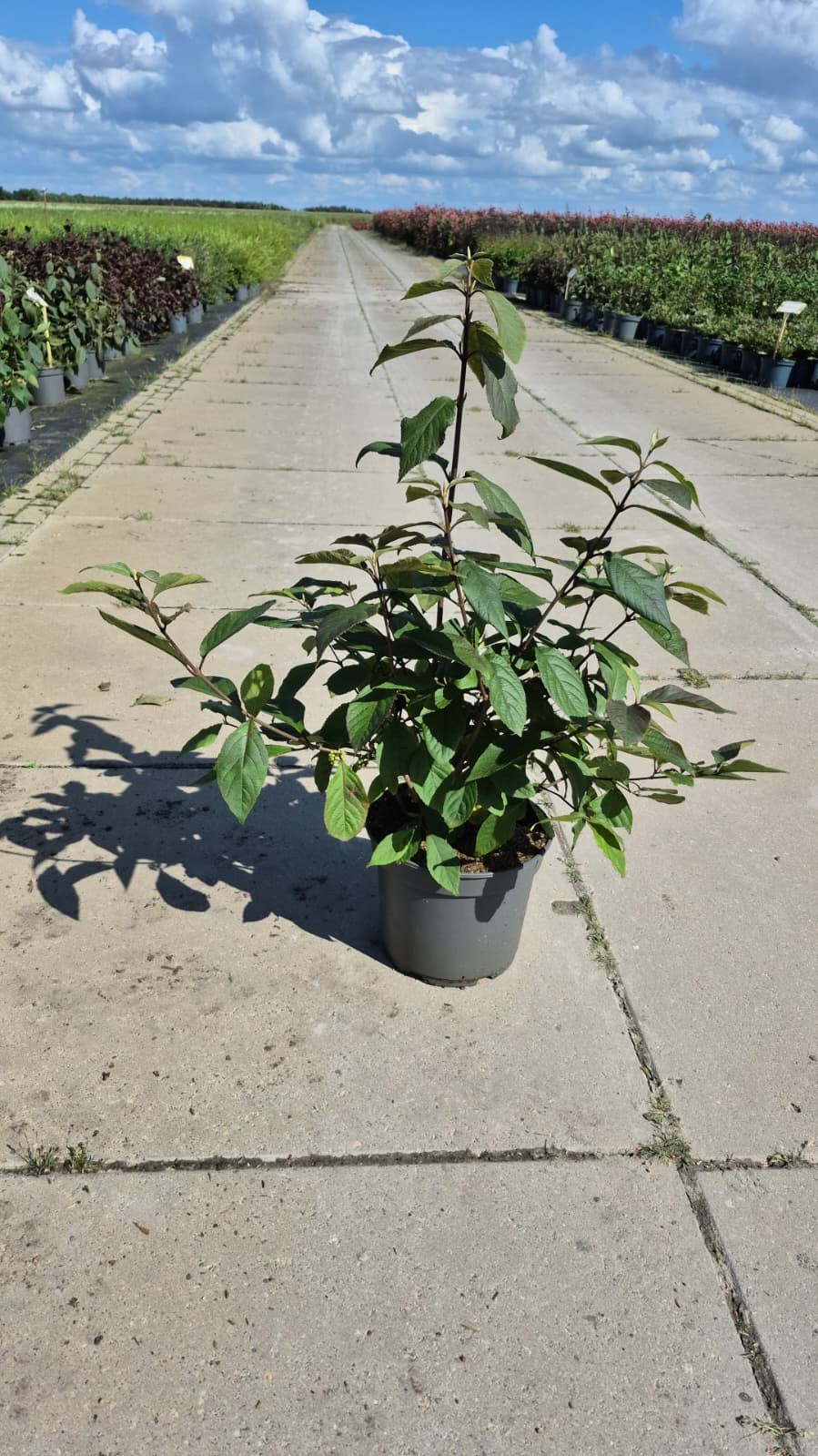 Callicarpa bod. 'Profusion', D 23