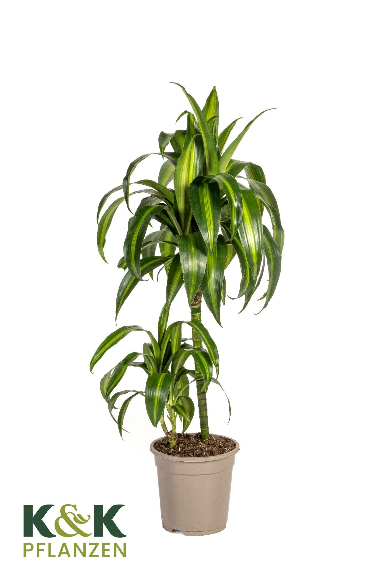 Dracaena deremensis Hawaiian Sunshine T19, D 19