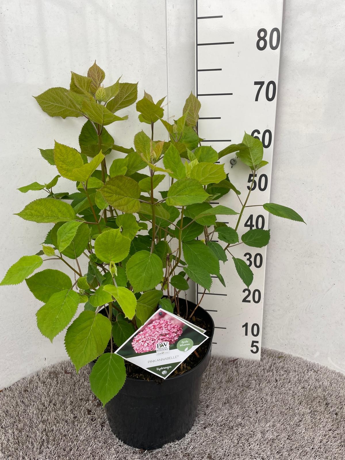 Hydrangea arb. Pink Annabelle 50-60 P28, D 28 cm