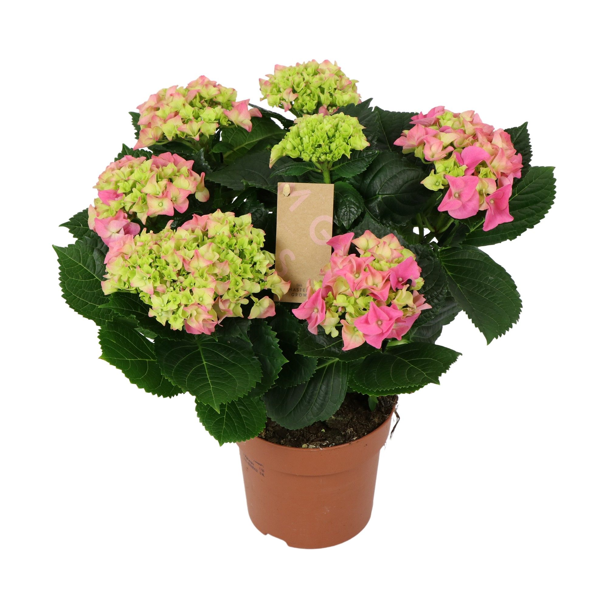 Hydrangea pink 7/8 flowers, D 14