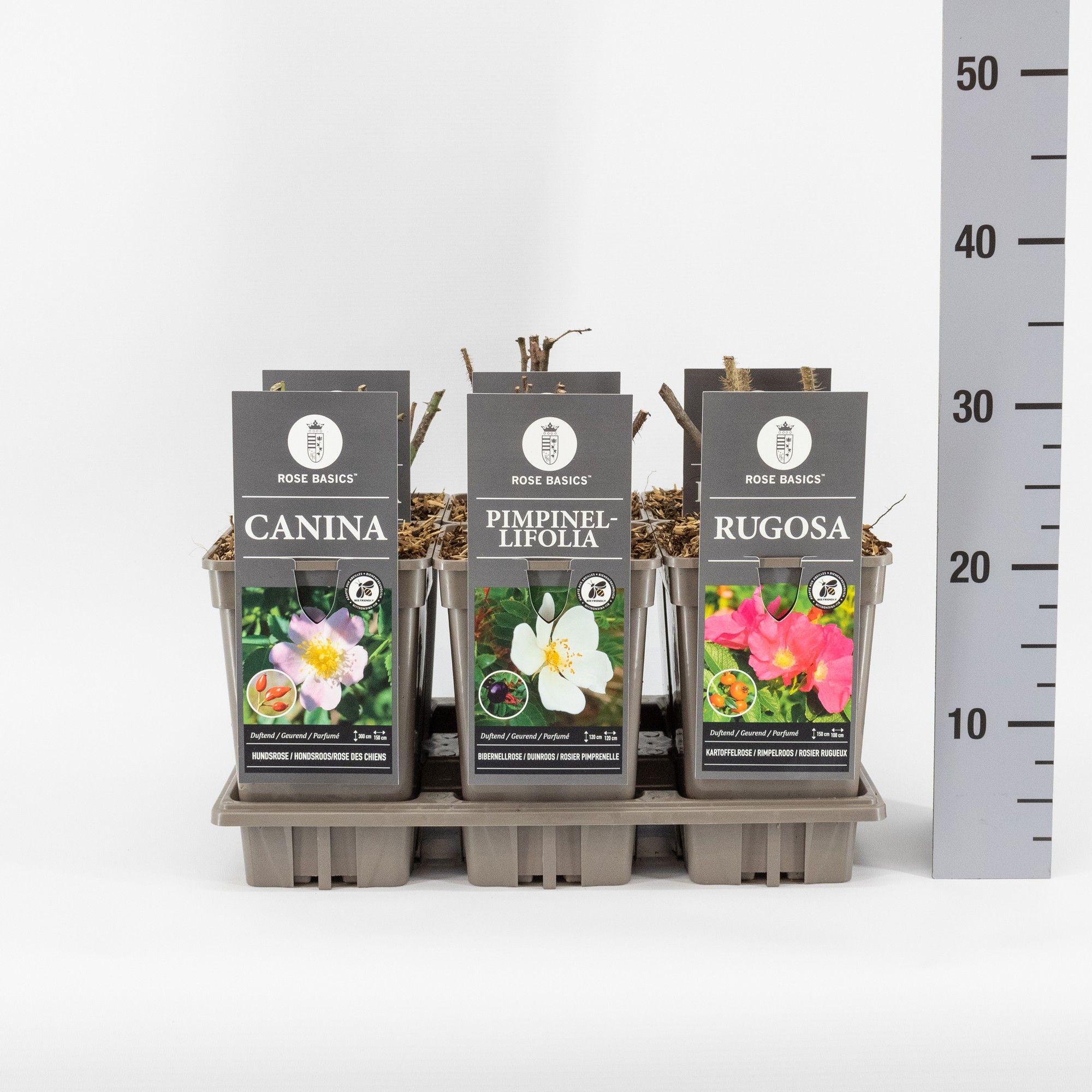 Rose Basics Botanisch mix, C3, D 17