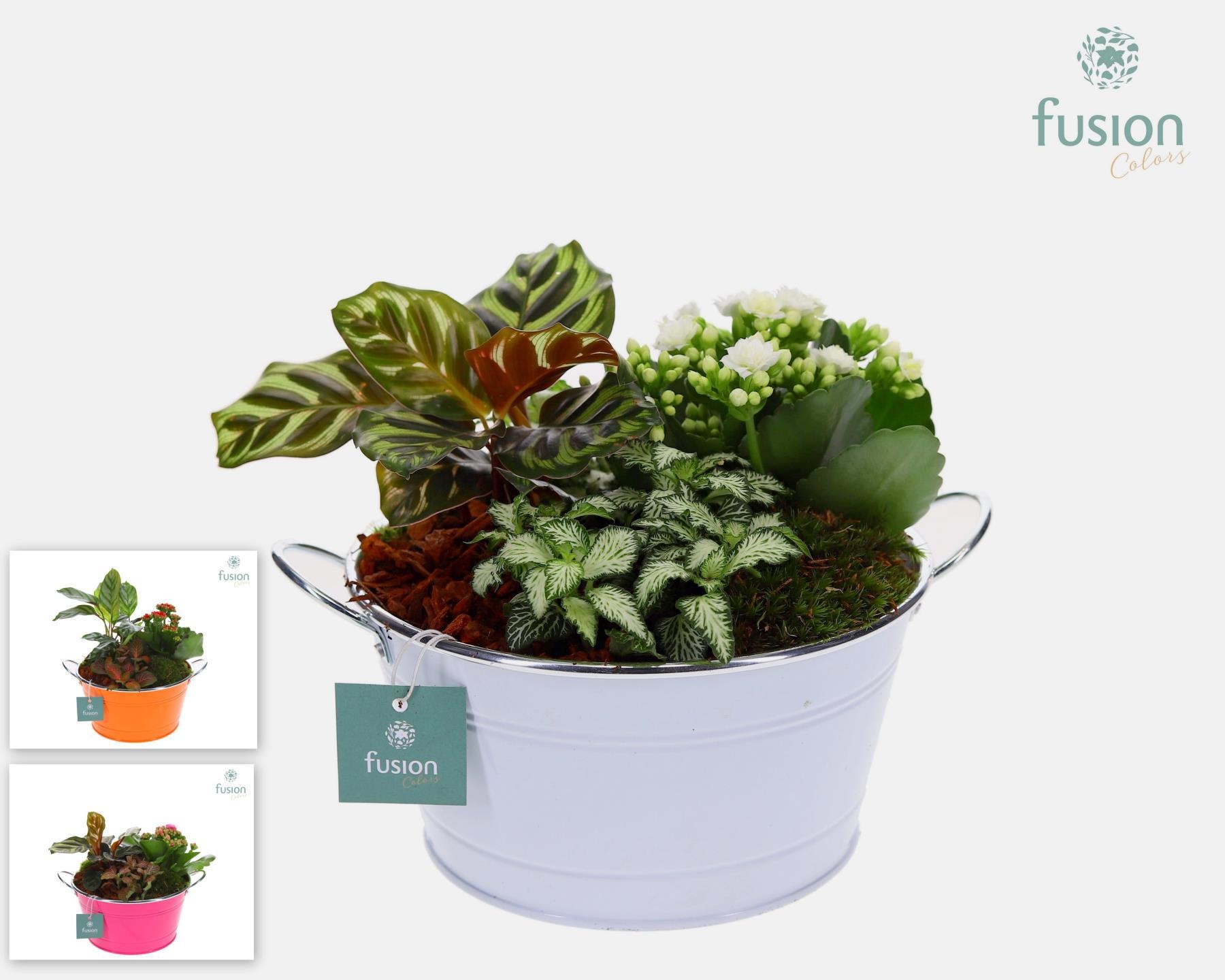 Schaal zink rond met Arrangement, D 20