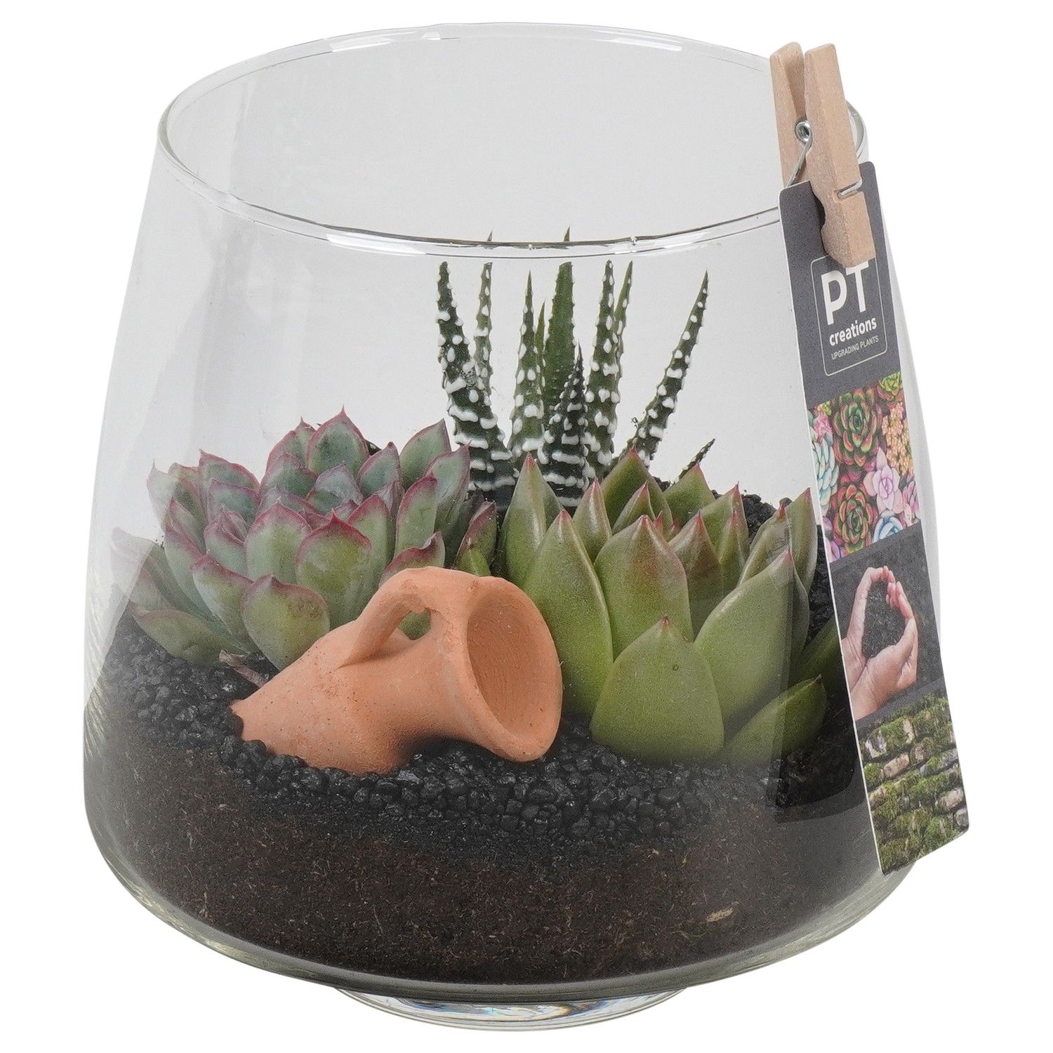 PTSU8410 Arrangement Succulenten in glazen vaas, D 14