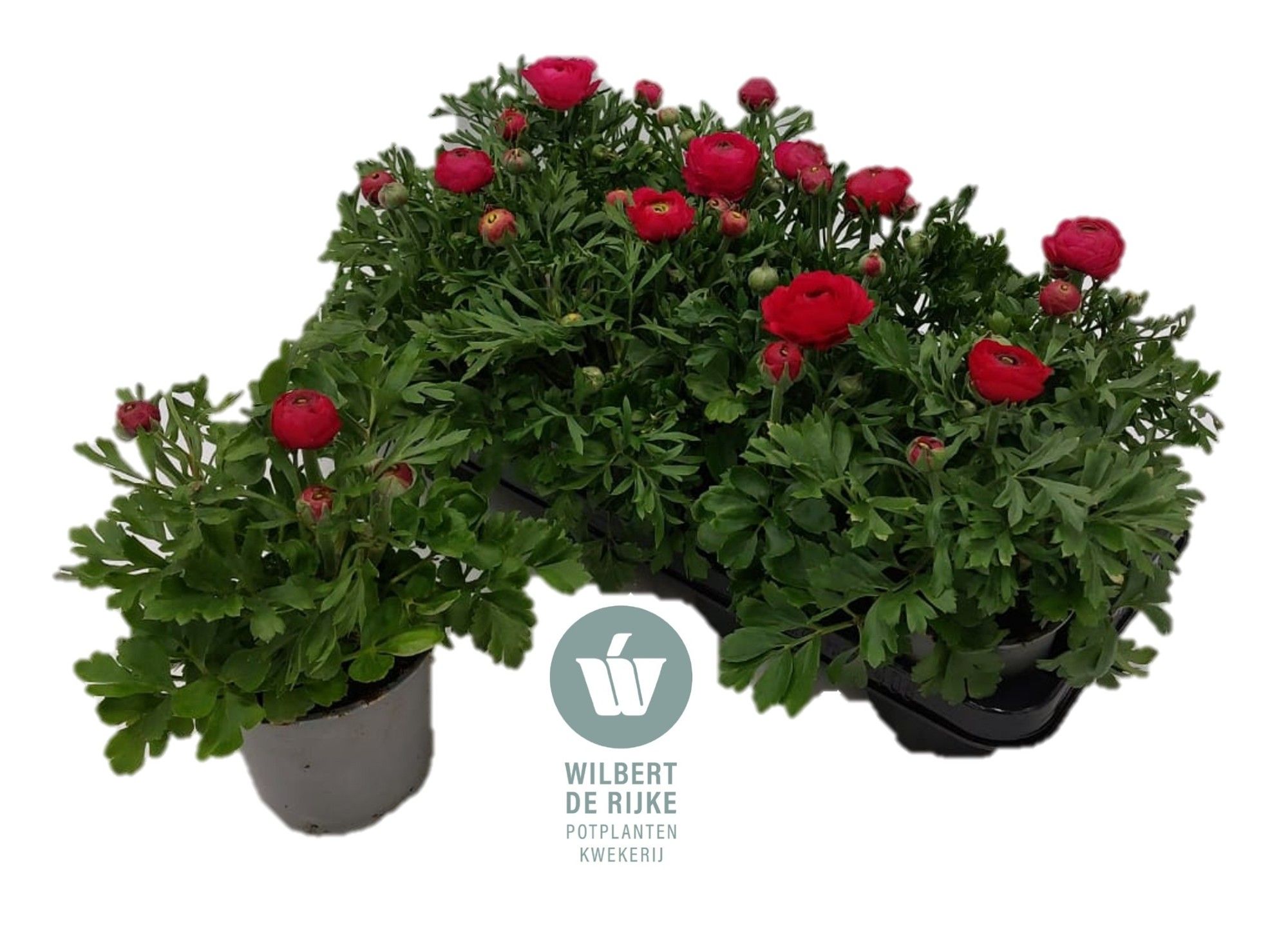 Ranunculus Rood (Ranonkel), D 12
