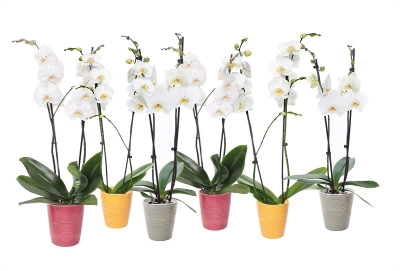 Zoe p12 tribal safari mix Phal white 2T14+, D 12