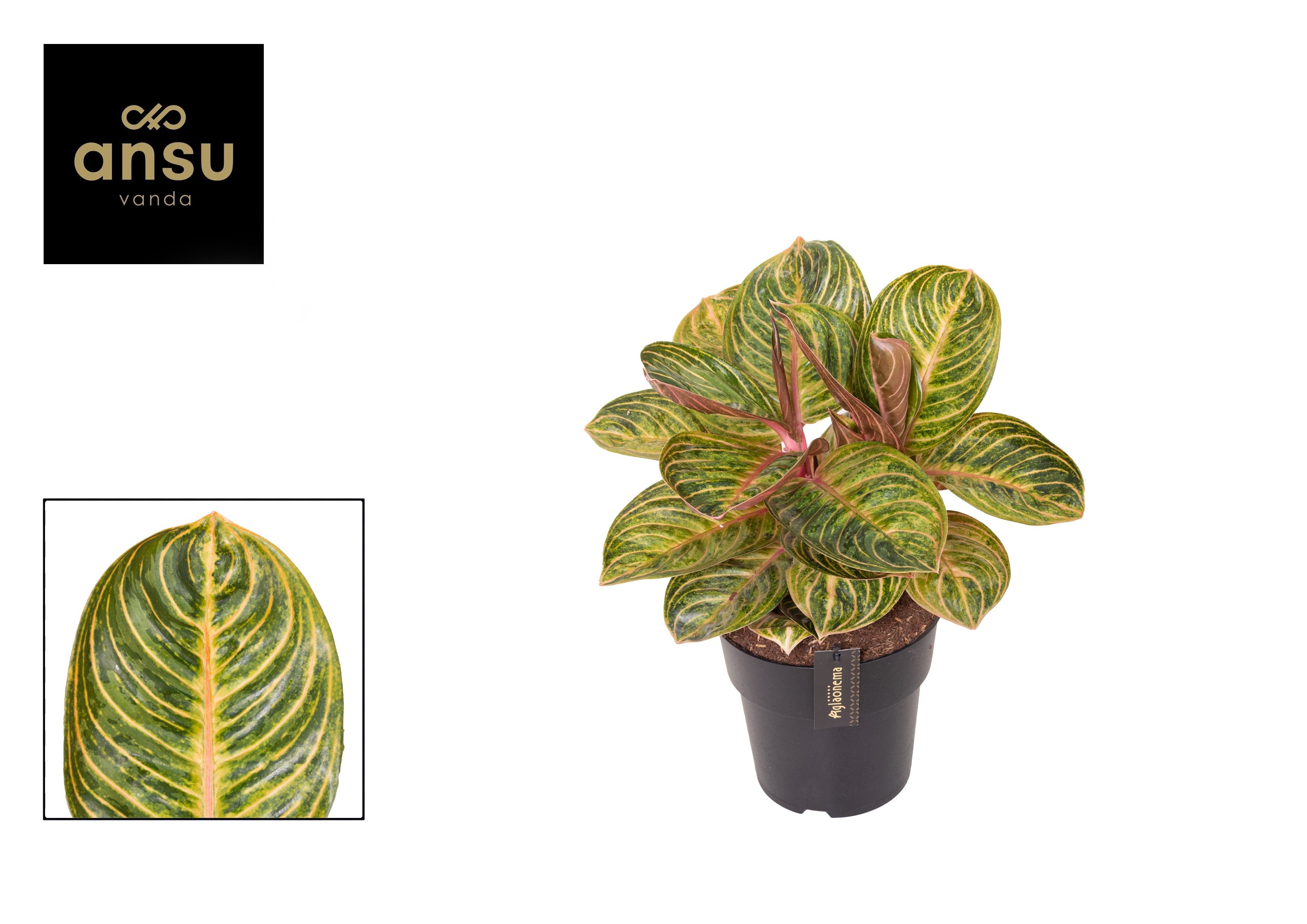 Aglaonema Tourmaline Gold, D 19
