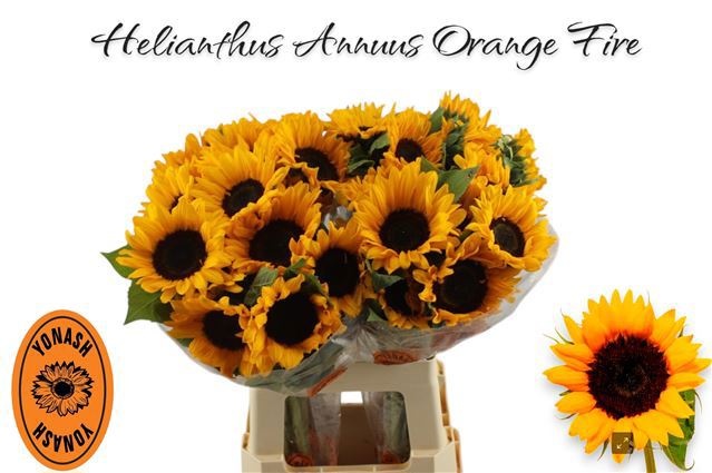 Гелиантус Оранж Фае 65 (оранж.), шт.