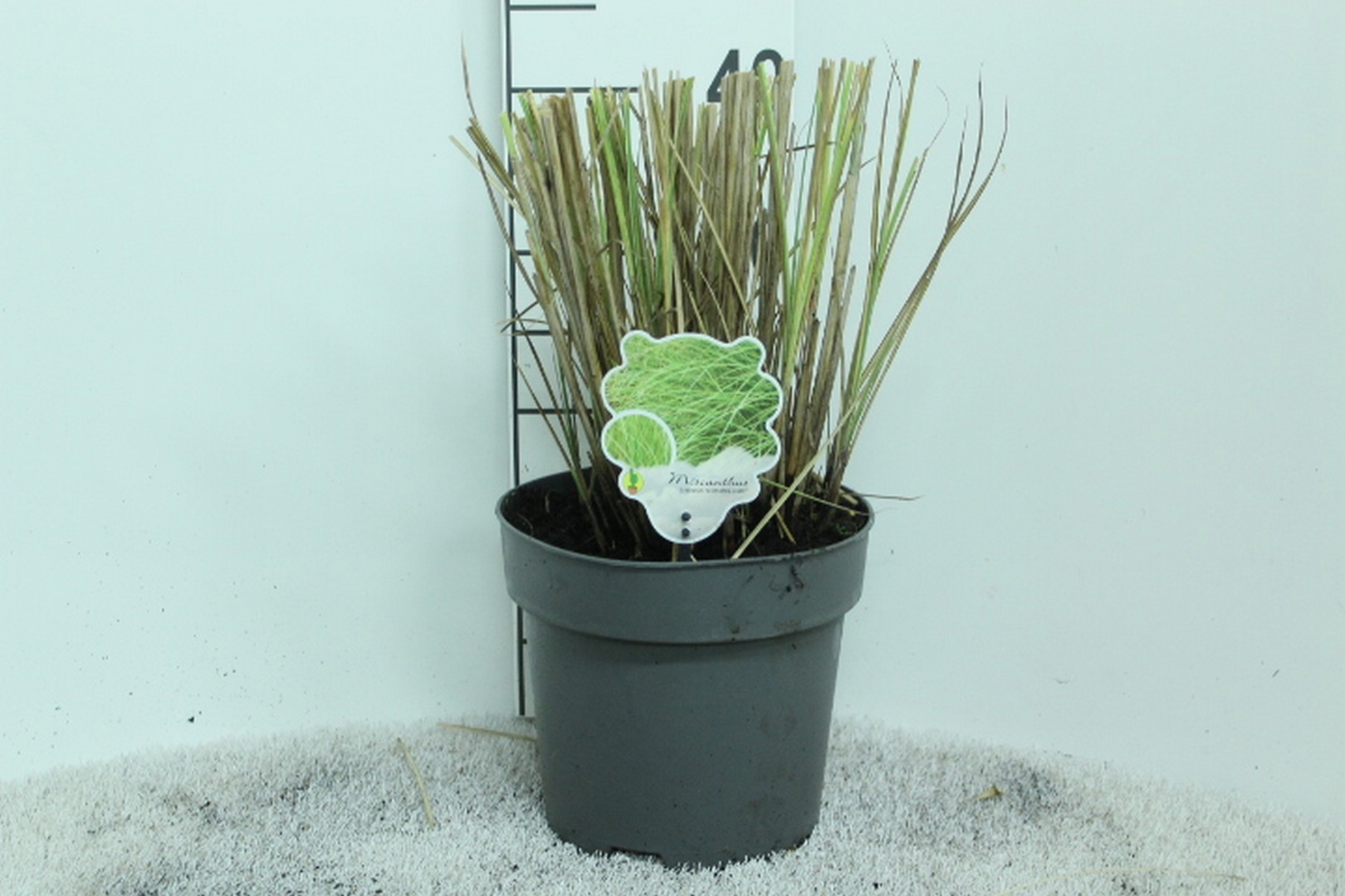 Miscanthus sinensis 'Morning Light' P23, D 23