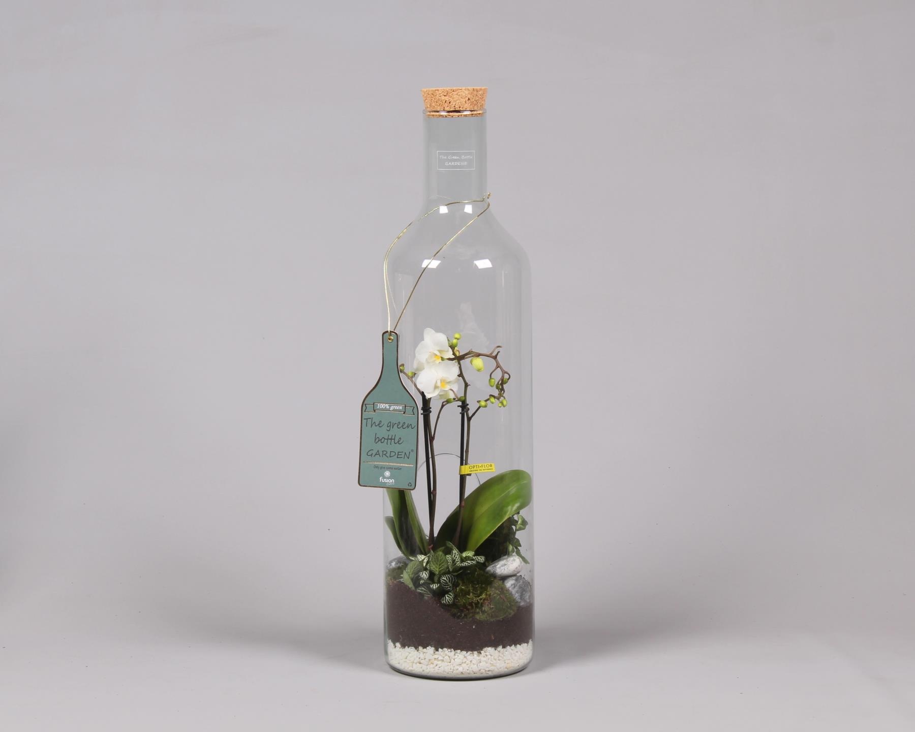 Green Bottle Fles XLarge met Phalaenopsis Arrangement 24 uur levering, D 17