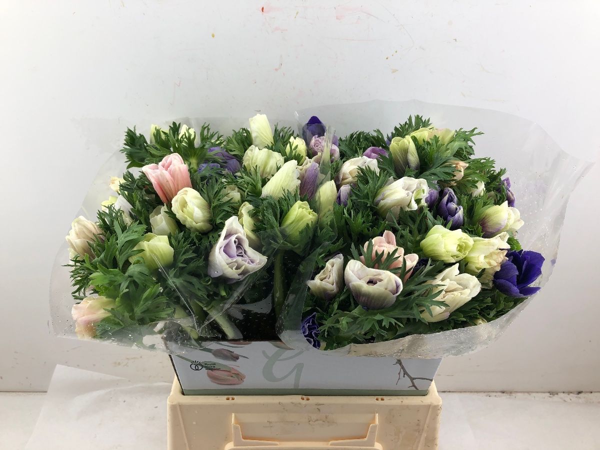 Анемон Мистраль + Биколор 45, шт.