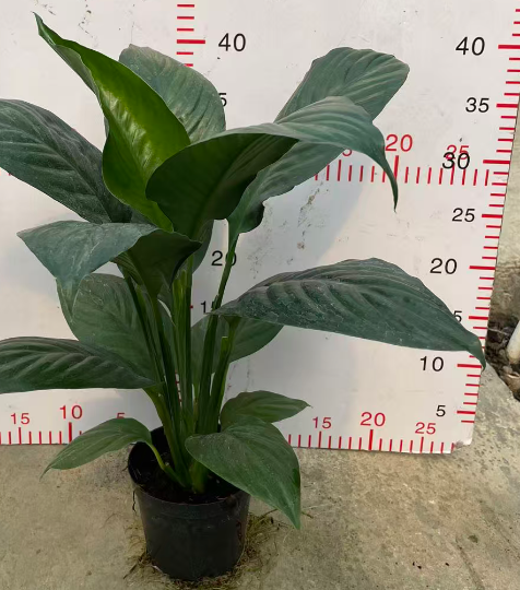 Спатифиллум Литтл Джаянт 12 30