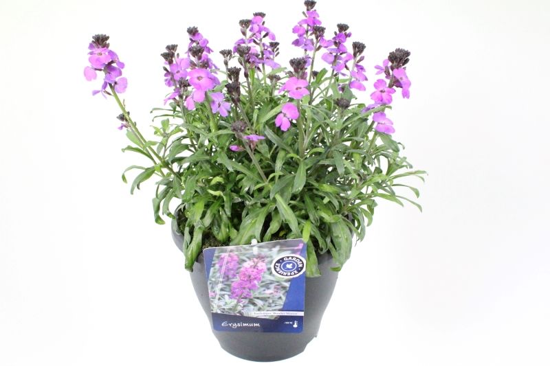 Erysimum Super Bowl Mauve, D 23