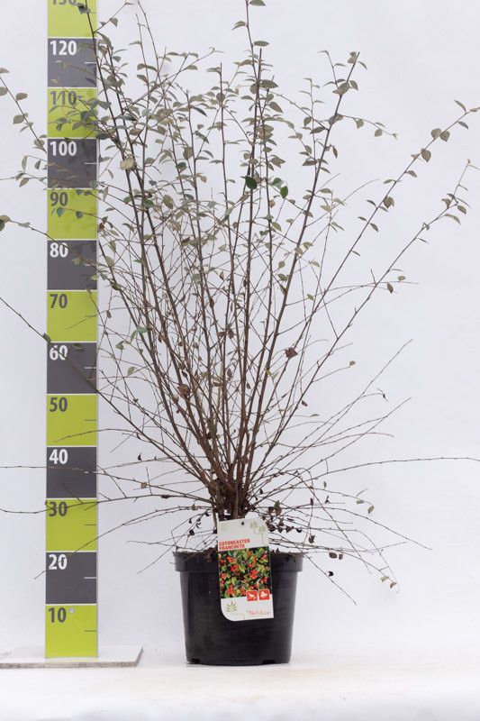 Cotoneaster franchetii C 7,5, D 27