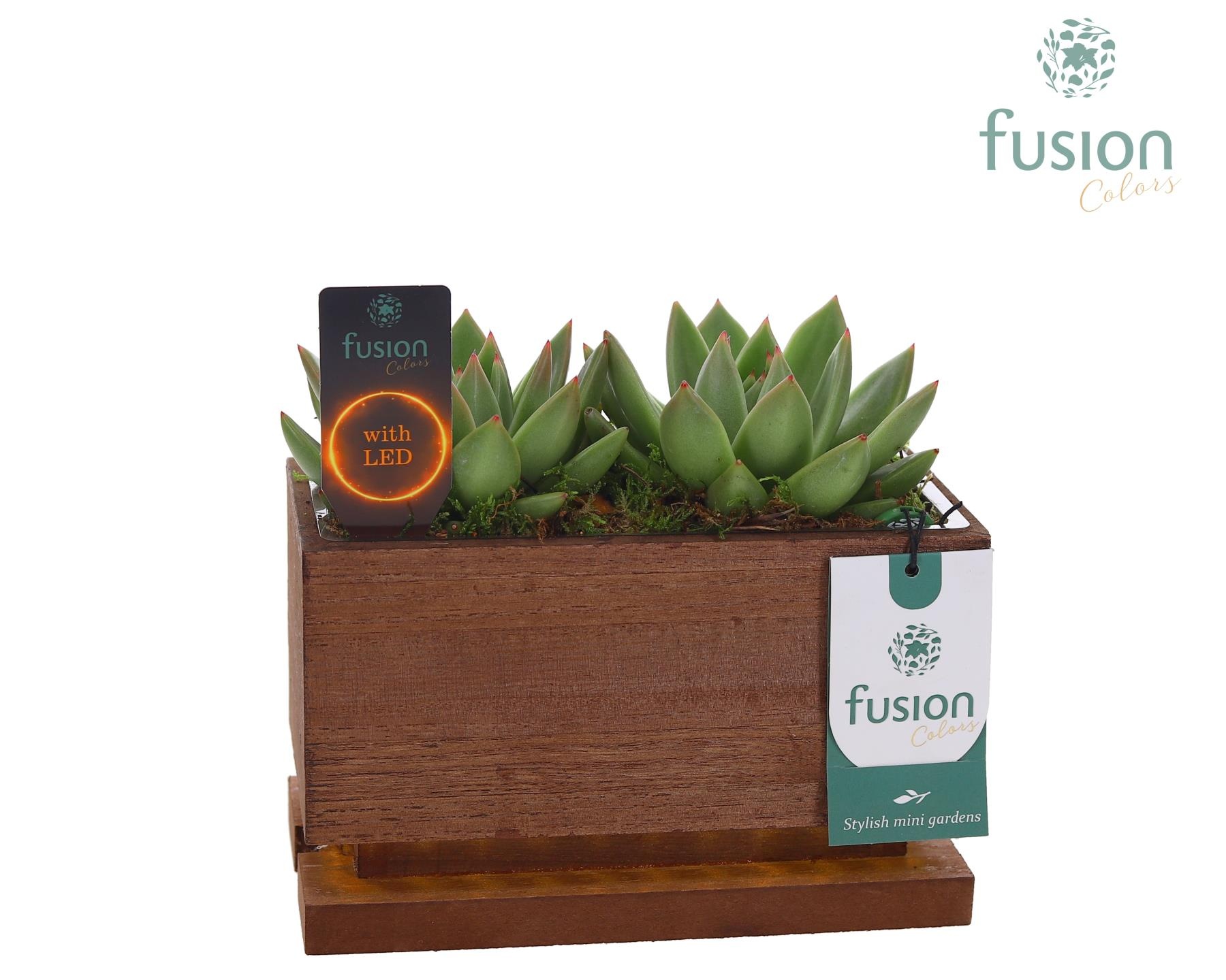 The Green Lighting Garden LED Small lang met Succulent, D 19