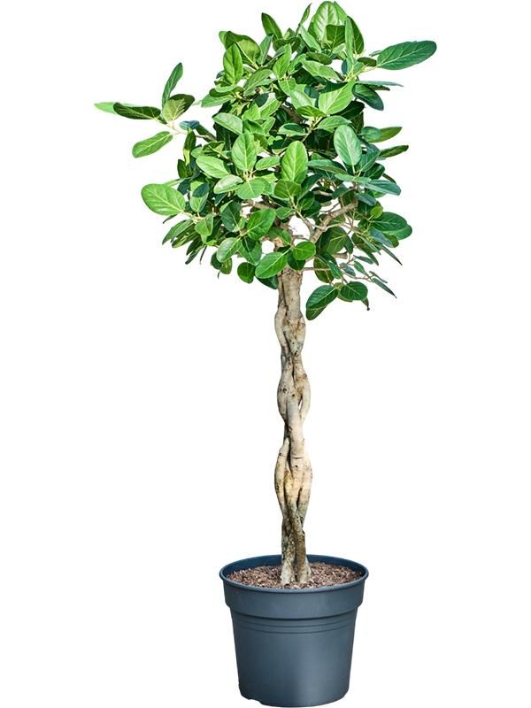 Ficus benghalensis 'Audrey' (170-180), D 38