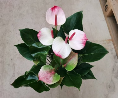 Антуриум ред липс 11 32 (предзаказ)