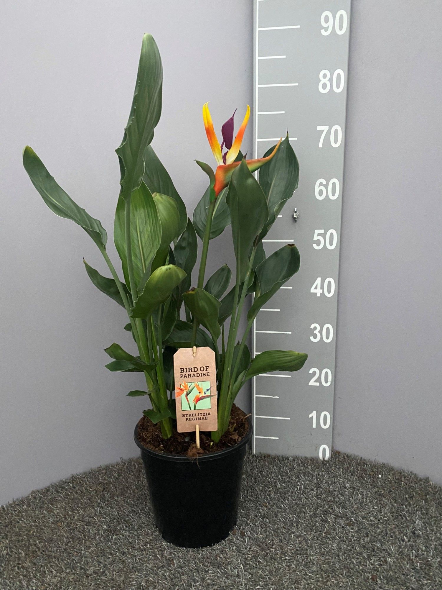 Strelitzia reginae p21 met kunstbloem, D 21