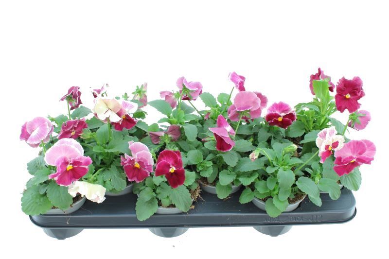 Viola witt. Delta Strawberry Cream, D 11