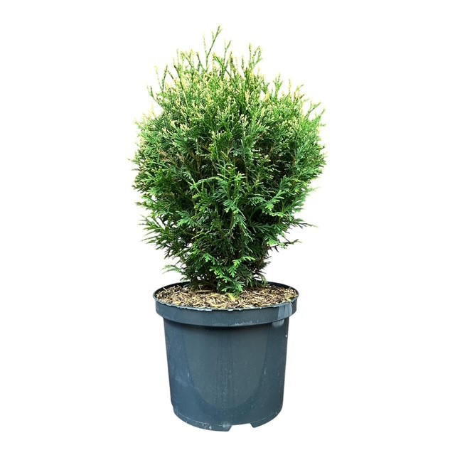 Thuja occidentalis 'Piccadilly', D 23