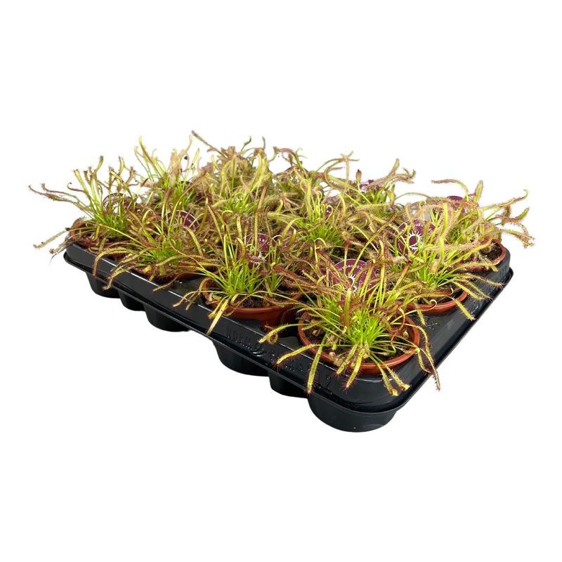 Drosera Capensis 8,5 cm mix, D 8,5 cm Drosera Capensis 8,5 cm mix, D 8,5 cm