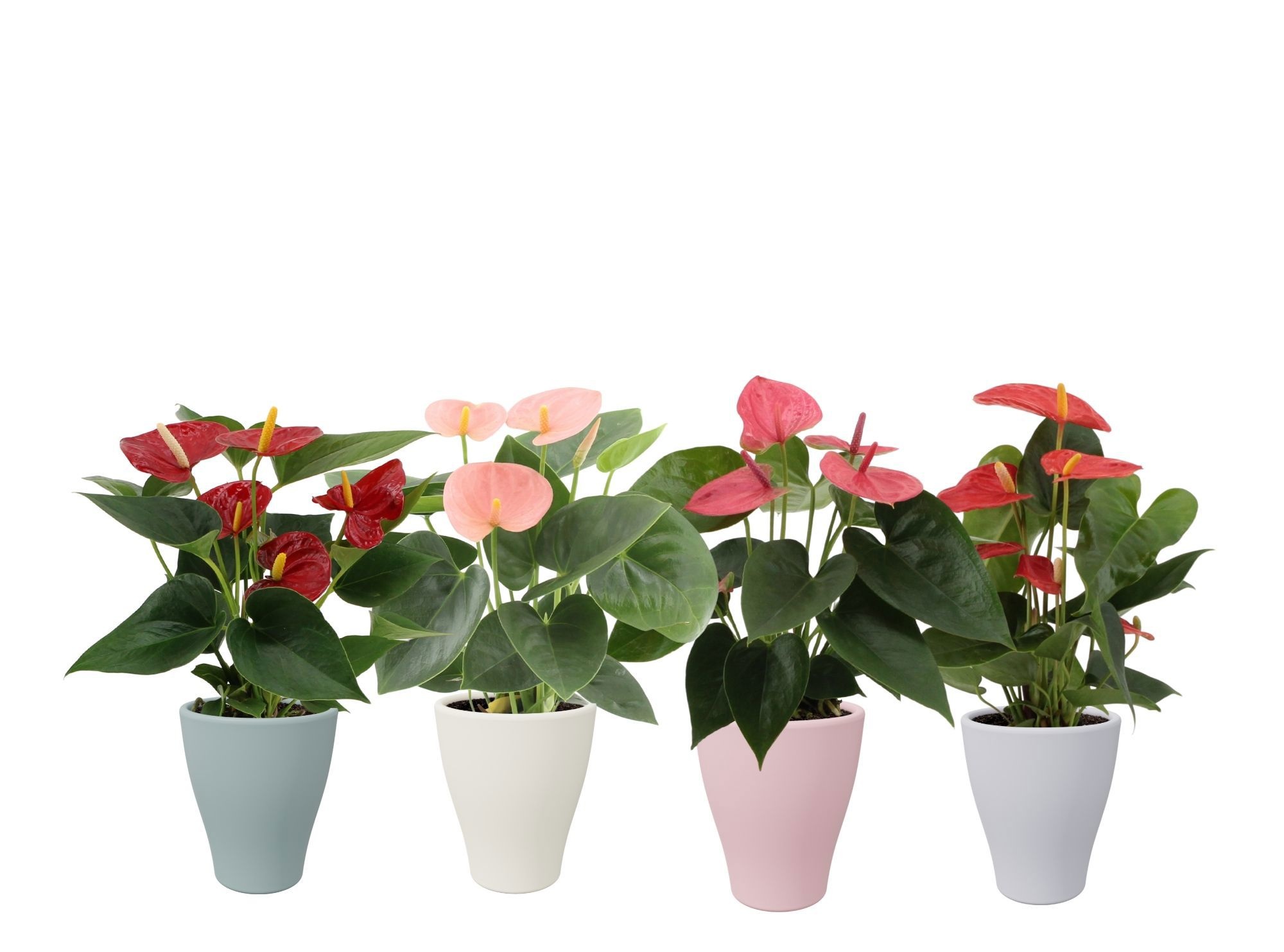 Anthurium 4 color mix in Carly spring ceramics, D 9