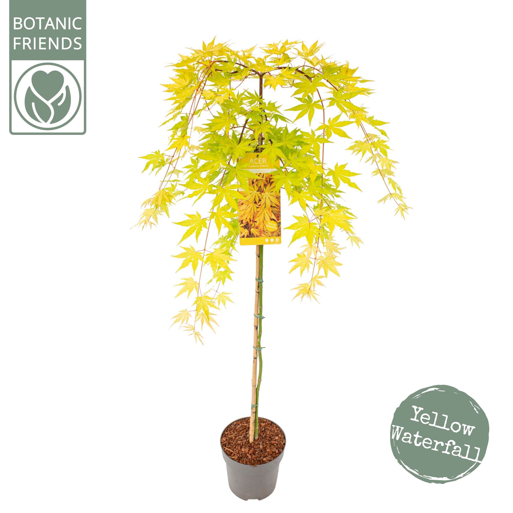 Acer palm. 'Cascade Gold' ®, D 24