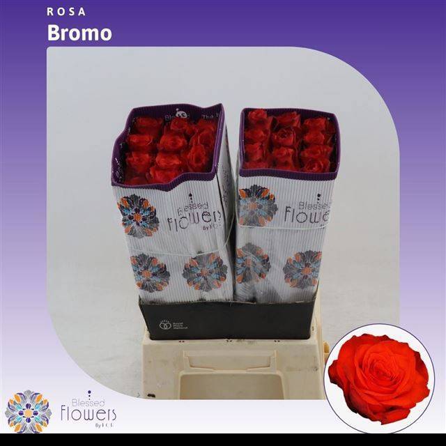 Роза од. Бромо 40, шт.