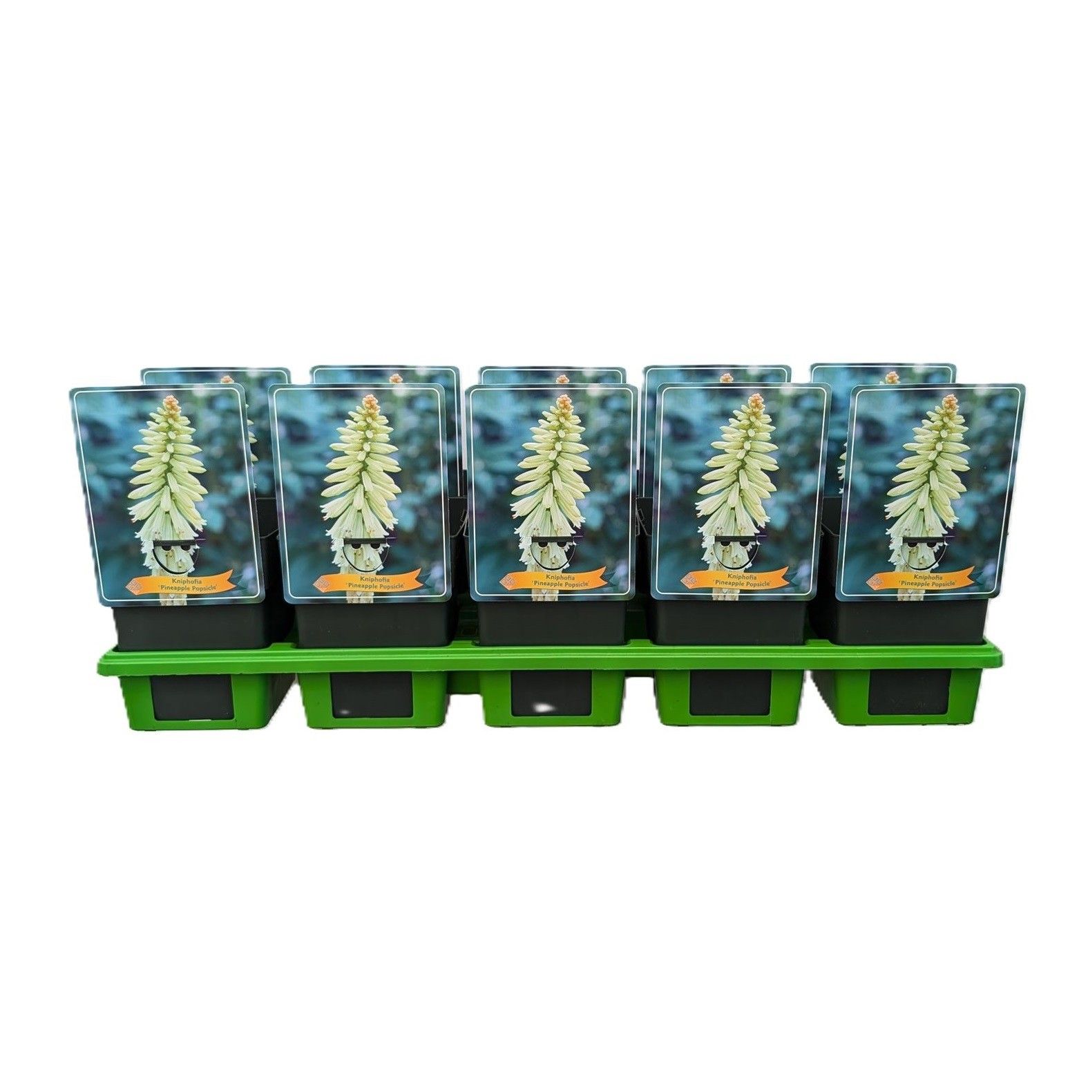 Kniphofia 'Pineapple Popsicle' P11, D 11