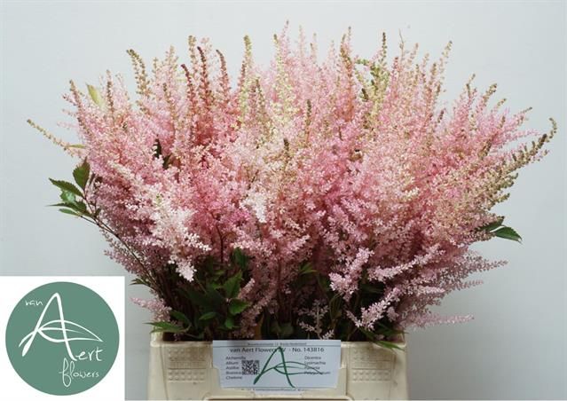 Астильба Эрика 50, шт.